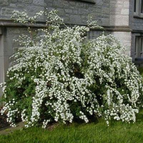 Spirea/ Vanhoutte