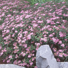 Spirea/ Little Princess