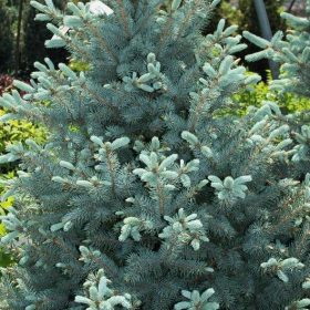 Spruce/ Baby Blue