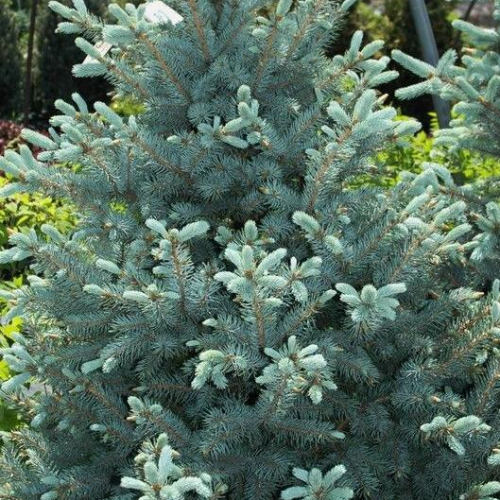 spruce-baby-blue_1.jpg