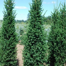 Spruce/ Norway Cupressina