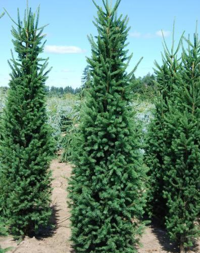 spruce-norway-cupressina.jpg