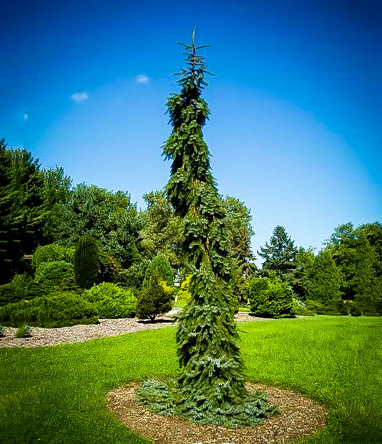 Serbian Weeping Spruce at Pine Lane Nursery