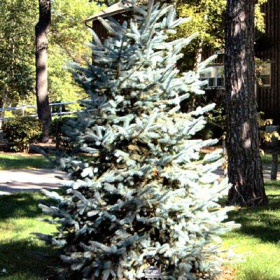 Spruce/ Bacheri