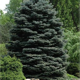 Spruce/ Fat Albert
