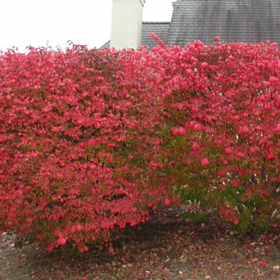 Burning Bush/ Standard