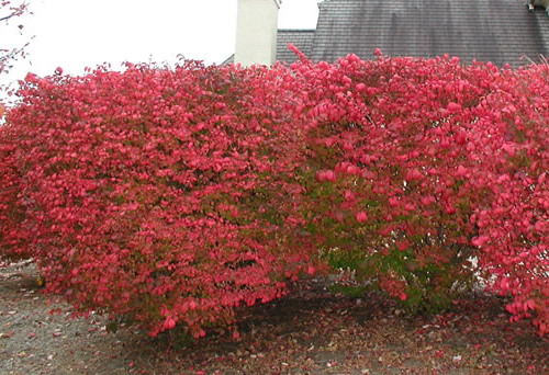 standardburningbush_lg.jpg