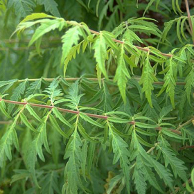 Sumac/ Cutleaf Smooth