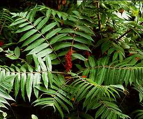 Sumac/ Smooth