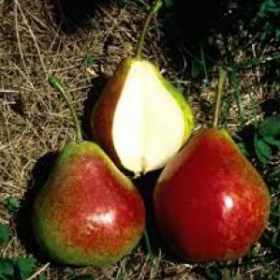 Pear/ Summercrisp