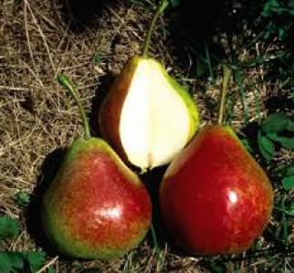 summercrisp-pear.jpg