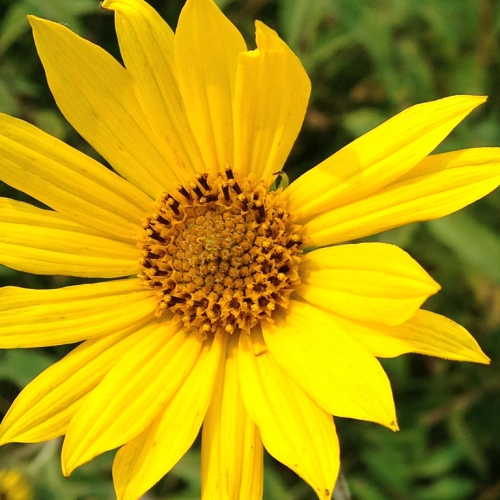 sunflower_4.jpg