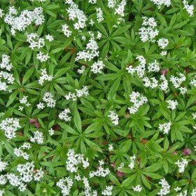 Sweet Woodruff