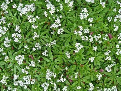 sweet-woodruff1-400x300-1.jpg