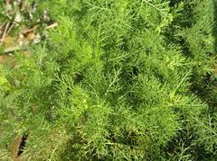 tiny-green.jpg