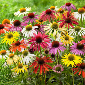 Coneflower