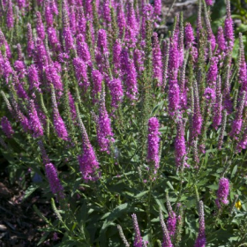 Speedwell