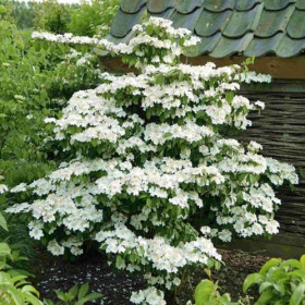 Viburnum/ Kilimanjaro