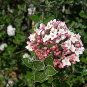 Viburnum/ Korean Spice