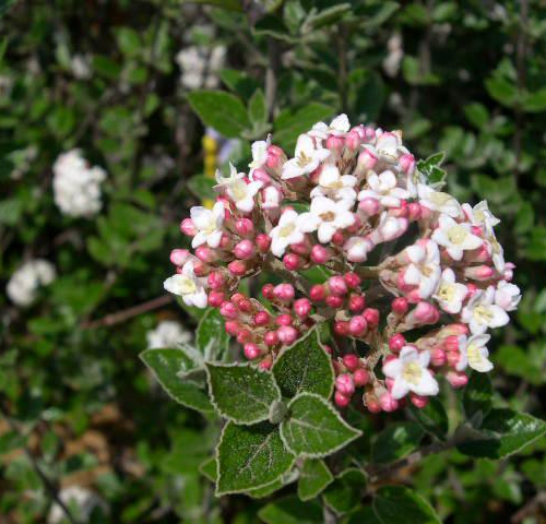 viburnumloreanspice_lg.jpg