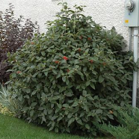 Viburnum/ Mohican