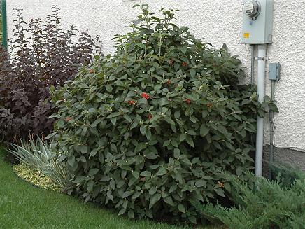 viburnummohican_lg.jpg