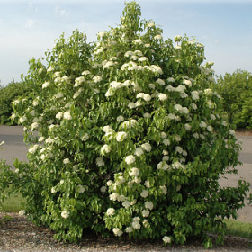 Viburnum/ Nannyberry