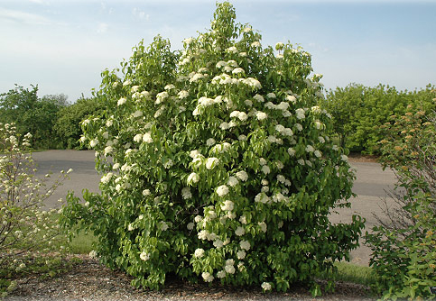 viburnumnannyberry_lg.jpg