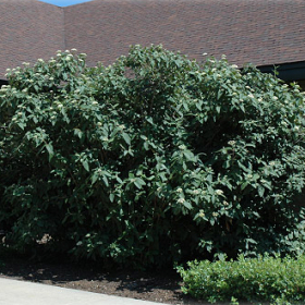 Viburnum/ Wayfaring Tree
