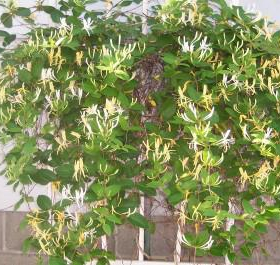 Honeysuckle/ Mandarin