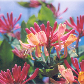 Honeysuckle/ Trumpet