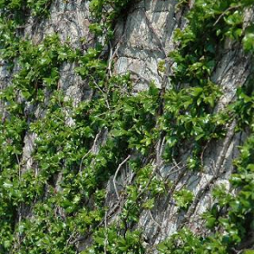 Boston Ivy
