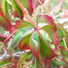 Engelman Ivy (Virginia Creeper)