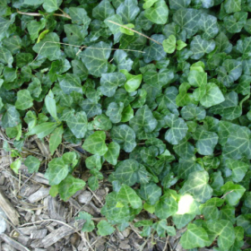 English Ivy