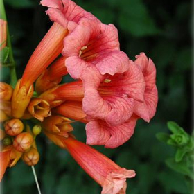 Trumpet Vine