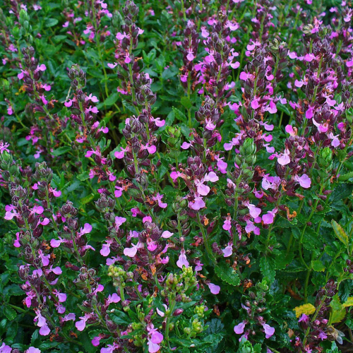 wall-germander.jpg