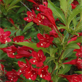 Weigela/ Red Prince