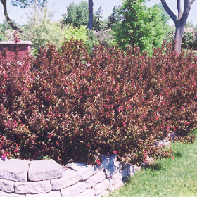 Weigela/ Wine & Roses
