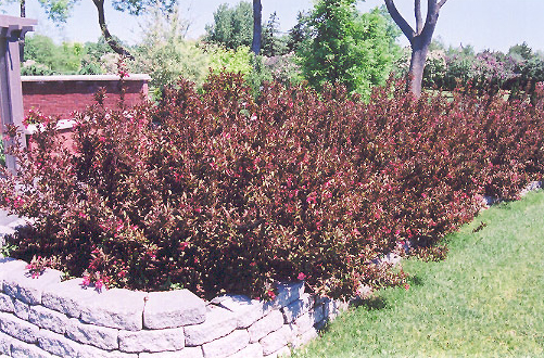 weigelawineandroses_lg.jpg