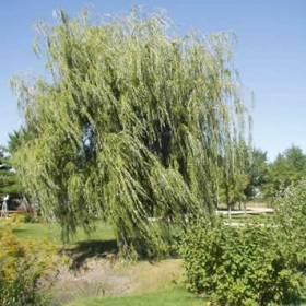Willow/ Niobe Weeping