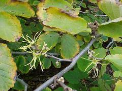 Witch Hazel