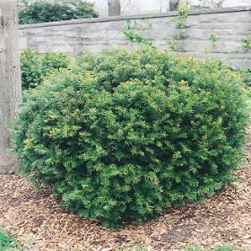 Yews/ Dense
