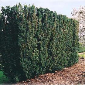 Yews/ Hicks (Upright)