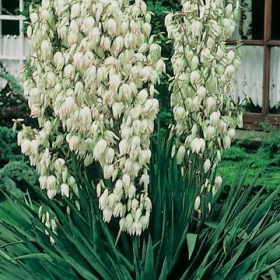 Yucca/ Adams Needle