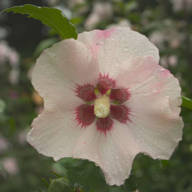 Althea/ Blush Satin