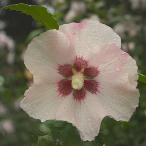 Shrubs-deciduous-althea-blushsatin-c-900x900