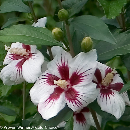 Shrubs-deciduous-althea-lilkim-nc-500x500