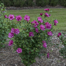 Althea/ Magenta Chiffon