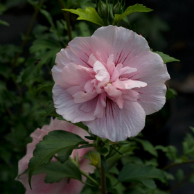 Althea/ Pink Chiffon