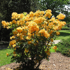 Azalea/ Exbury Golden Lights
